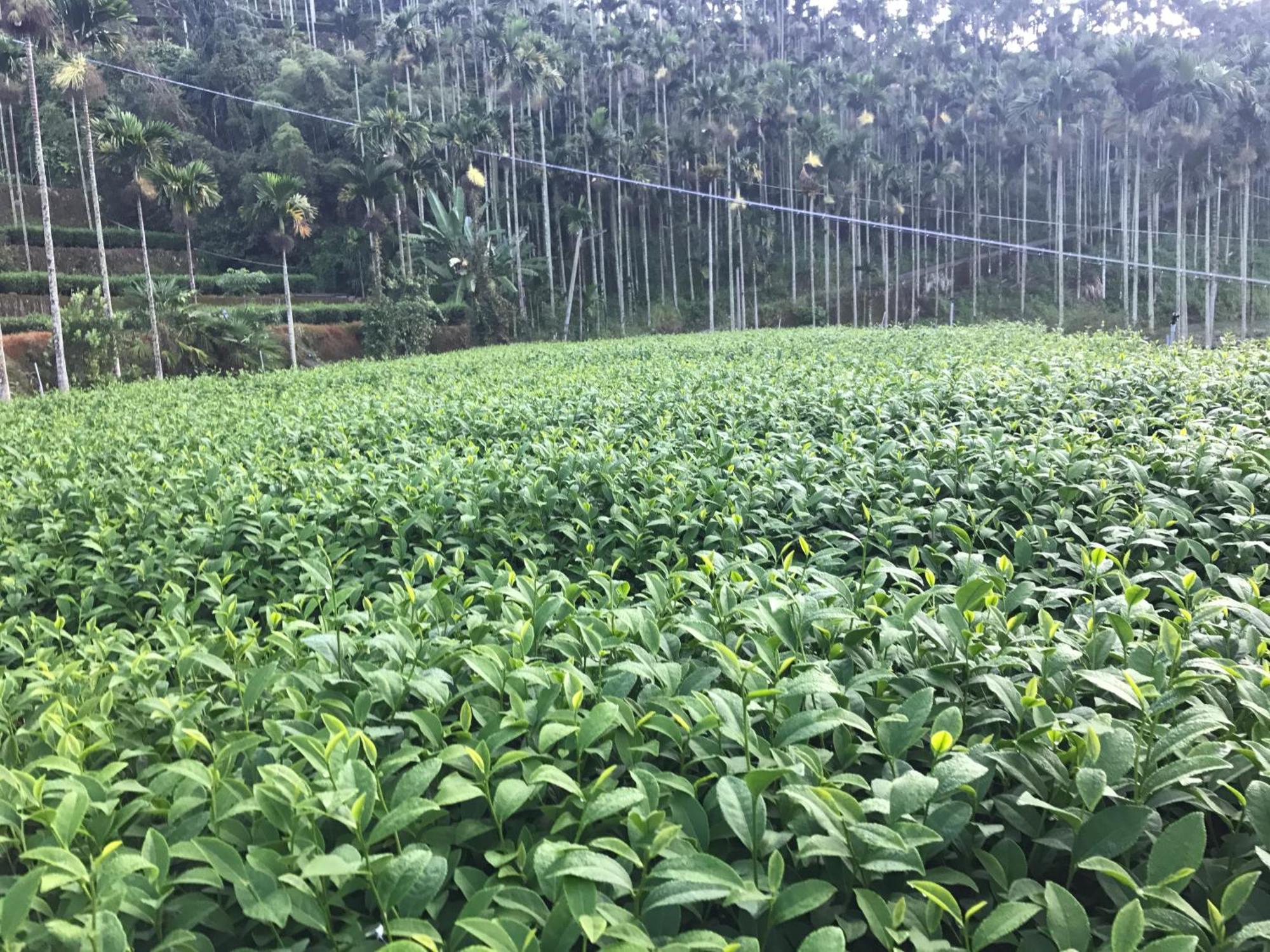 דירות Meishan De Ren Tea Gardens מראה חיצוני תמונה
