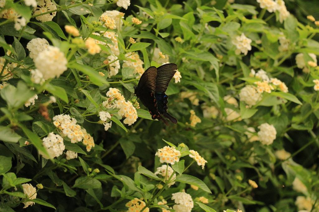 דירות Meishan De Ren Tea Gardens מראה חיצוני תמונה